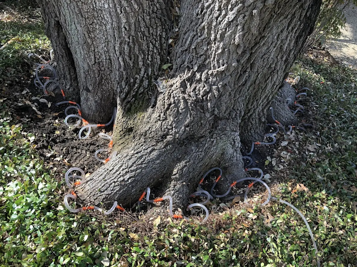 Detailed Tree Cabling and Bracing job site in Oak Park