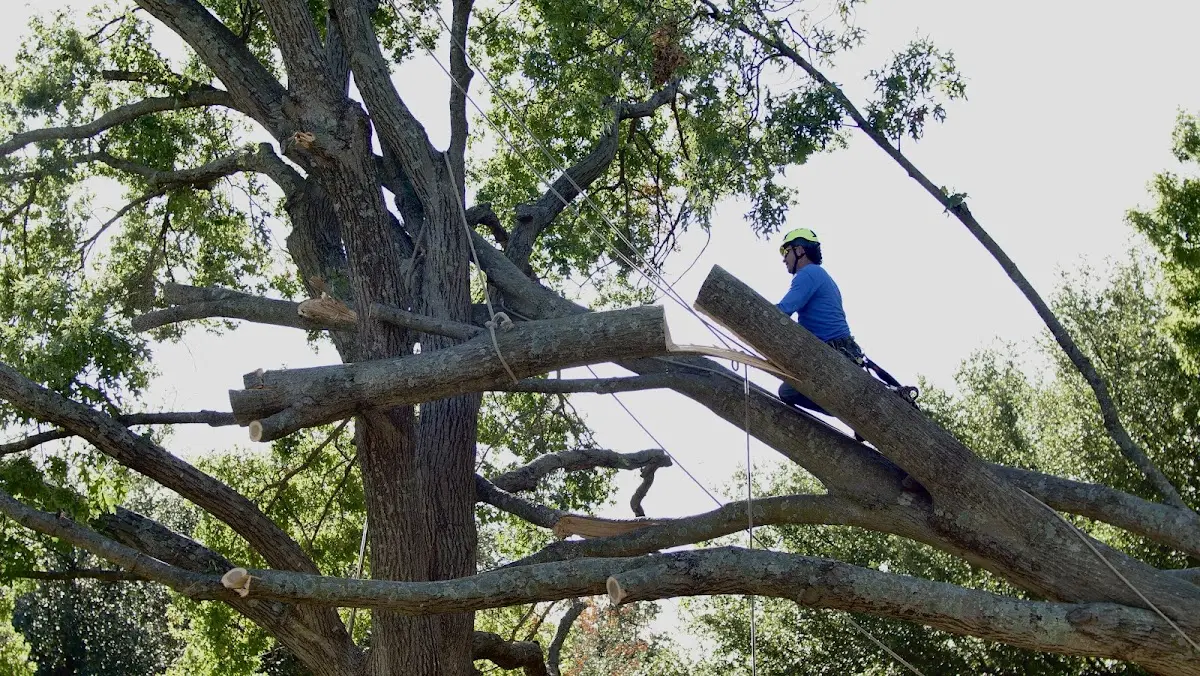 Professional Hazardous Tree Removal performed by certified arborists in Oak Park