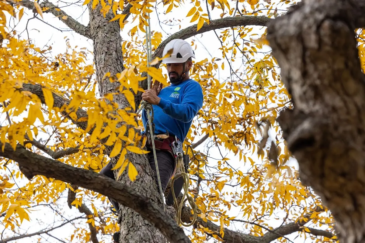 Skilled Tree Planting crew working in Oak Park